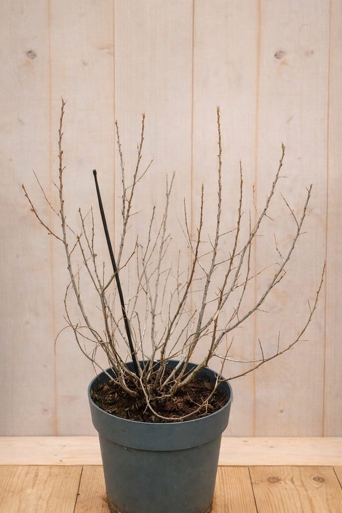 Warentuin natuurlijk - Duindoorn eenhuizig Hippophae rhamnoides Vit...