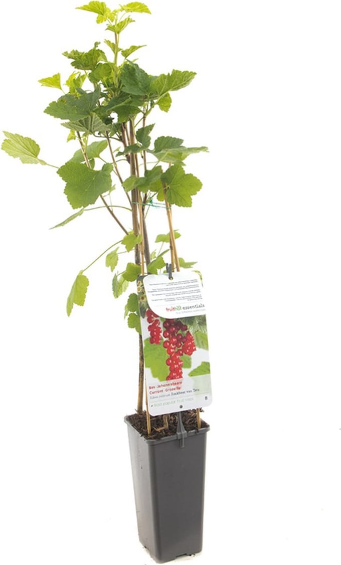 Rode Bes Jonkheer van Tets – Aalbes – Ribes rubrum – Fruitstruik