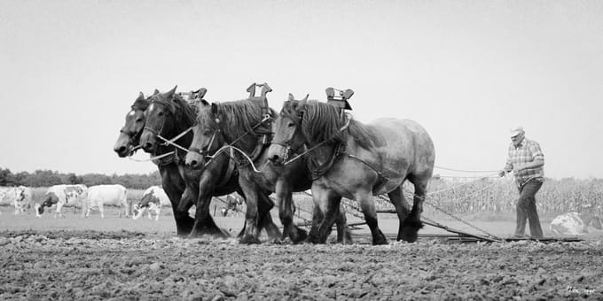 Trekpaarden TW15 - Canvas - Ton van der Weerden - 50 x 70 cm