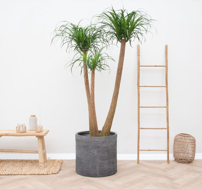 Beaucarnea Multi Stam XXL - 170cm