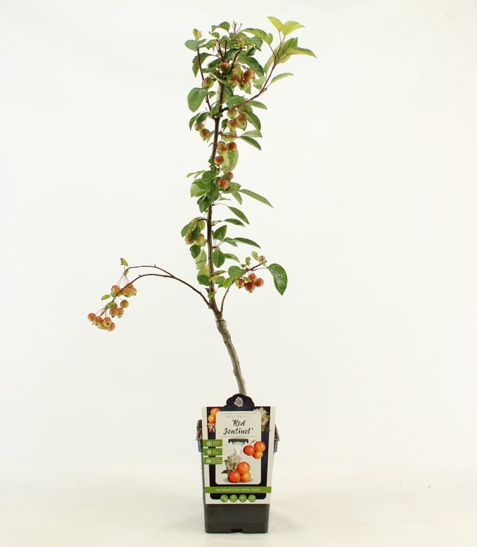 Patio Sierappel - Malus 'Red Sentinel' - Sierboom - hoogte 80 - 90 cm
