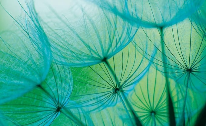 Green Photomural, wallcovering