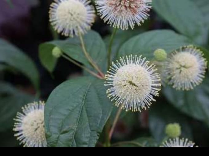 Cephalanthus occ. 'Fiber Optics'® - Amerikaanse Sering 60- 80 cm in pot