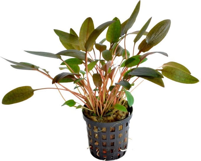 Levende aquariumplant Cryptocoryne wendtii bruin 5 cm pot per 3 stuks