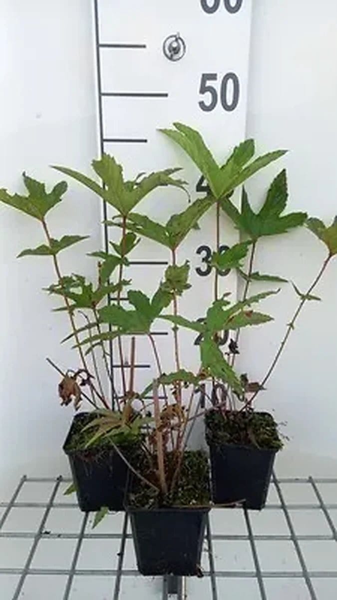 6x Mourasspirea - Filipendula rub. 'Venusta' | 9x9 cm pot