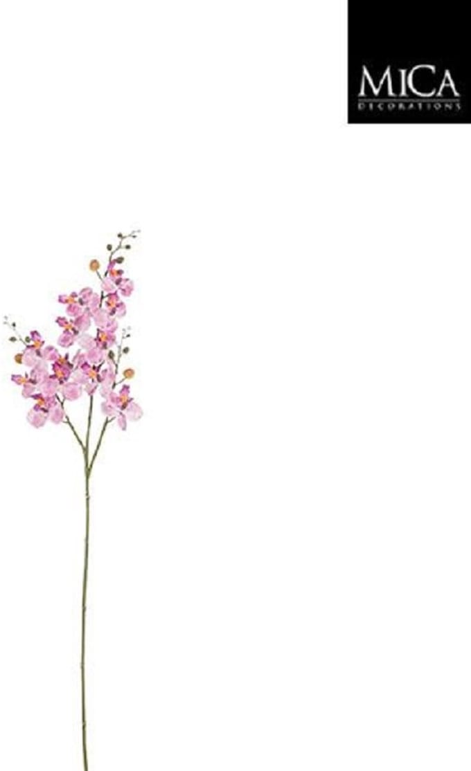 Phalaenopsis l. purple - l75cm