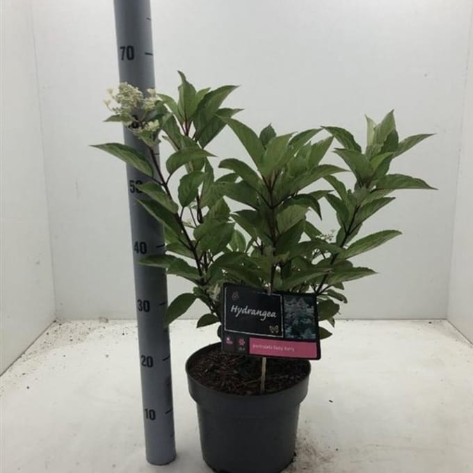 Plants Online BV - Planten - Set van 1 - Hydrangea paniculata Early Harry