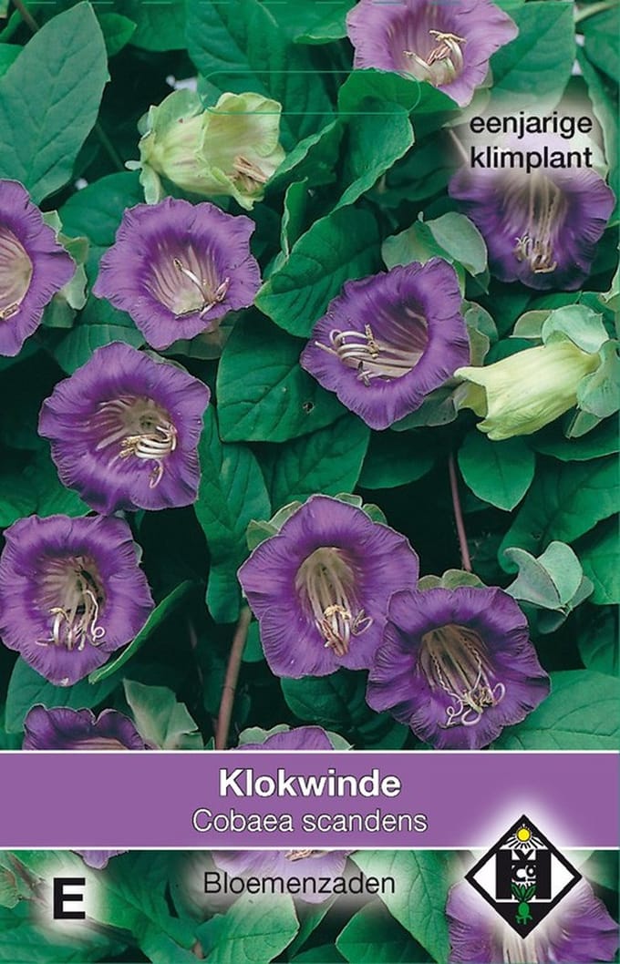 2 stuks Cobaea scandens VioletVan Hemert & Co