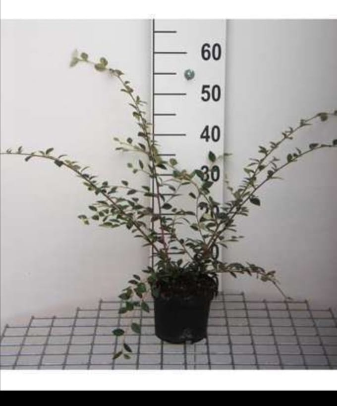 2 x Cotoneaster franchetii - Dwergmispel 40- 60 cm in pot