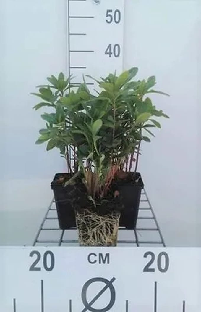 6x Wolfsmelk - Euphorbia amygd. 'Robbiae' | 9x9 cm pot