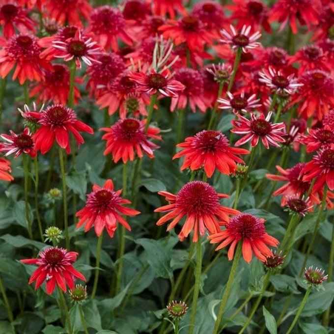 6 x Zonnehoed Eccentric Rood - Vaste Plant Winterhard - Echinacea 'Eccentric' in 9x9 pot met hoogte 0-10cm