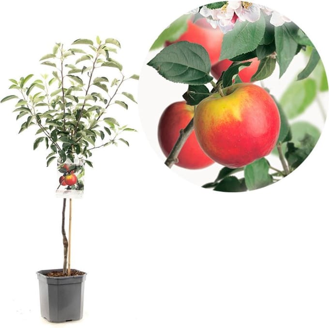 Malus domestica Topaz | lichtrode handappel | laagstam