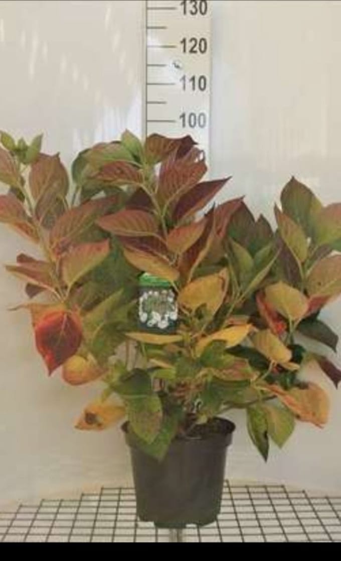 Hydrangea 'Teller White' (wit/blanc) - Hortensia 40- 60 cm in pot