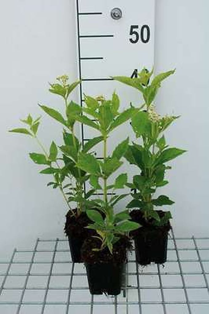 6x Leverkruid - Eupatorium mac. Album' | 9x9 cm pot