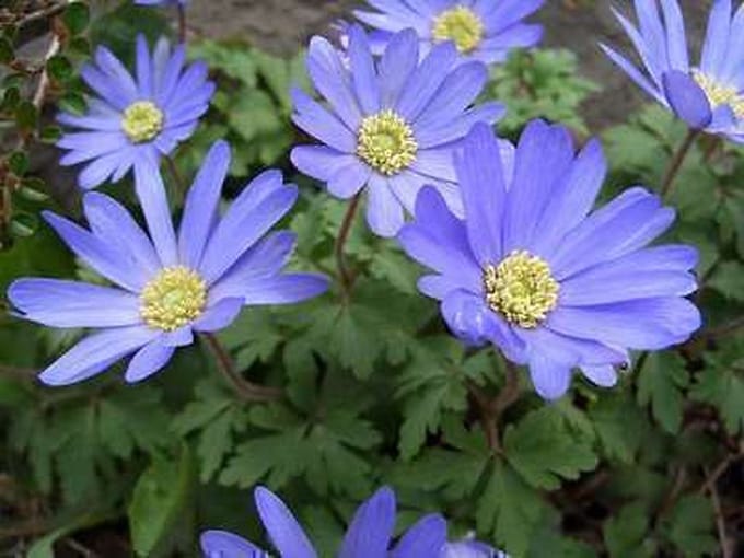 6x Anemoon - Anemone blanda 'Blue Shades' | pot 9 x 9 cm