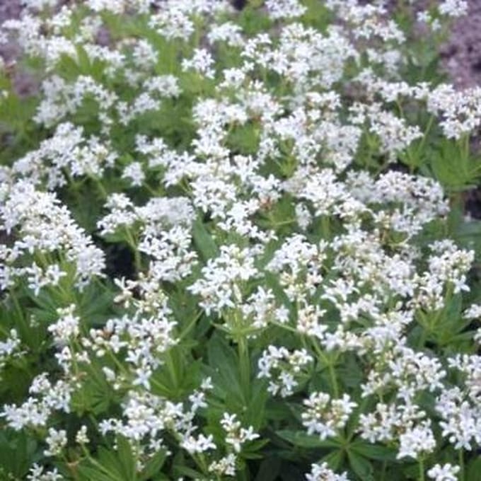 6x Lieve vrouwe bedstro - Galium odoratum (asperula.od.) | 9x9 cm pot