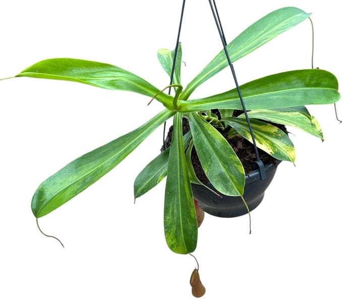 Nepenthes Alata Aurea - Kamerplant - Potmaat Ø20 cm