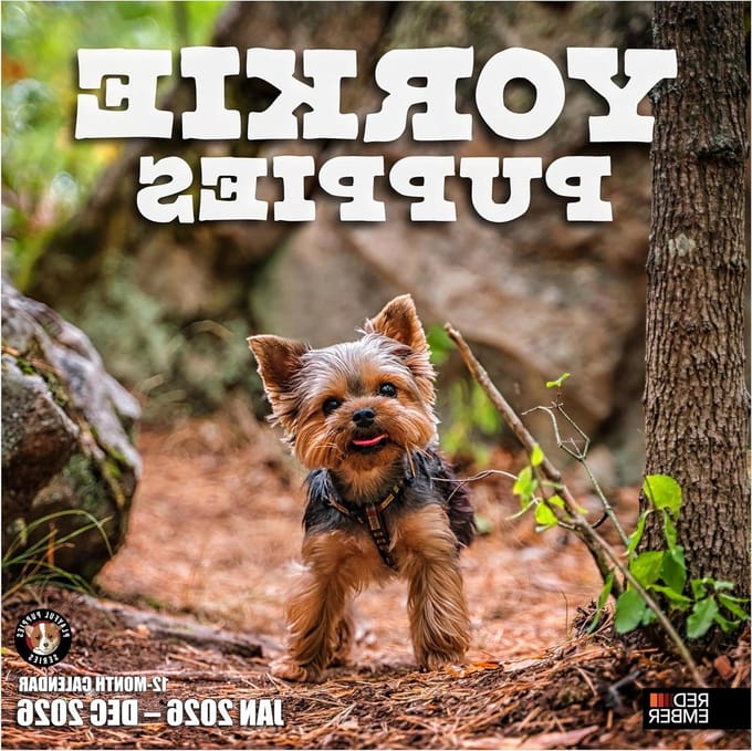 Yorkshire Terriers Kalender - Yorkie Kalender - Jaar Plannen - Speelse Puppy Afbeeldingen - 305 cm x 61 cm