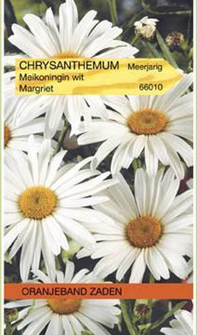 Chrysanthemum, Margriet Meikoningin