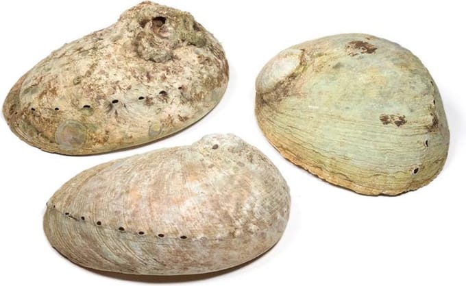 Abalone smudge schelp, Haliotis diversicolor, parelmoer, maat M