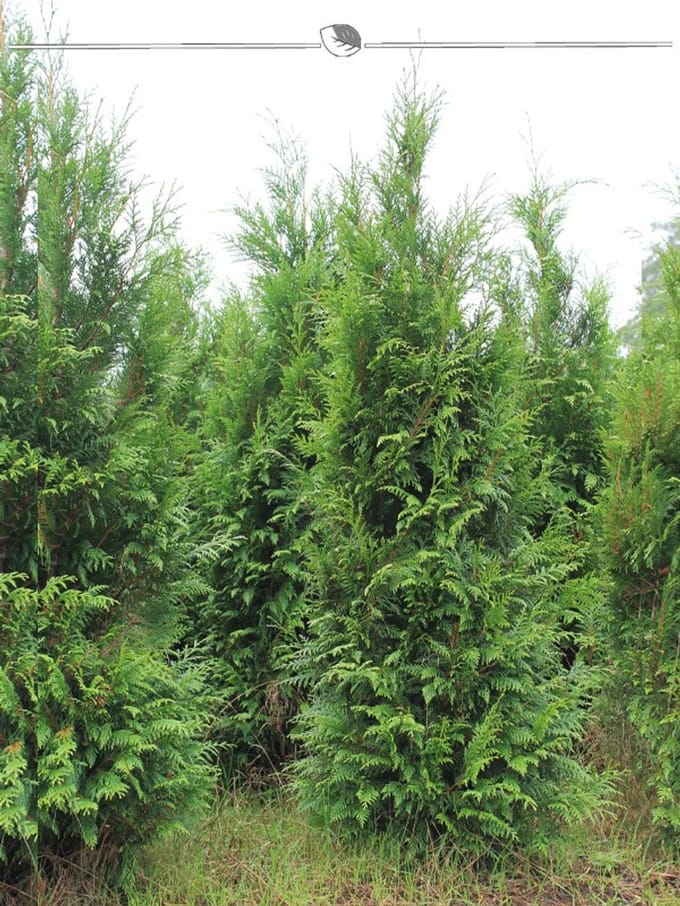Levensboom Thuja plicata Atrovirens 60-80 cm, 50x Haagplant