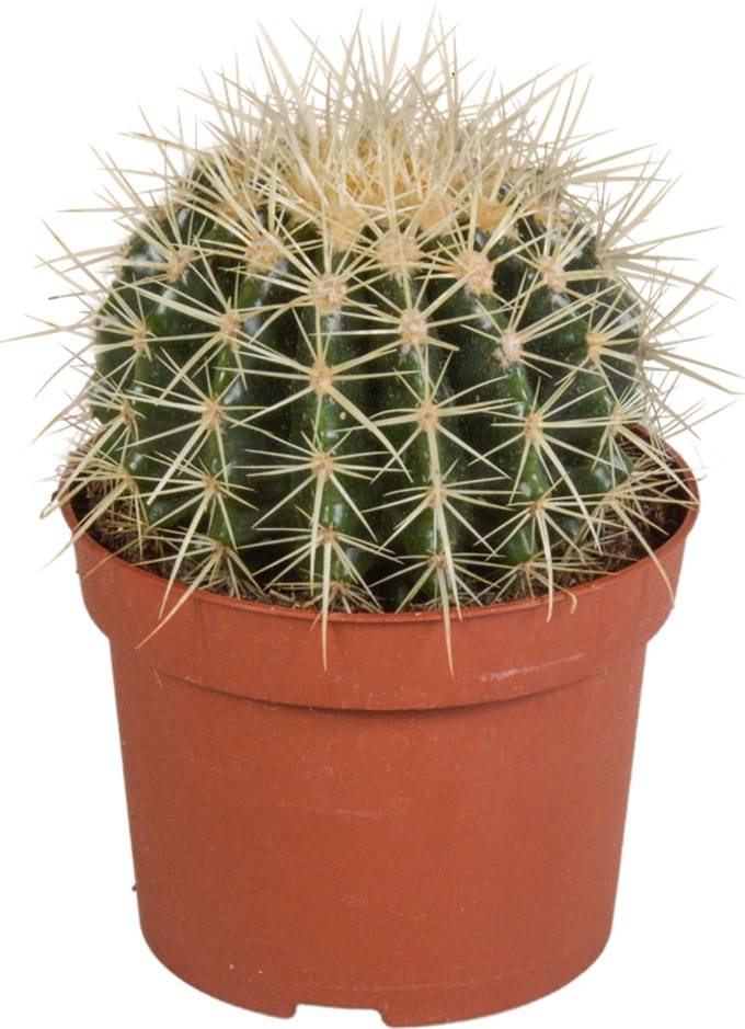 Echinocactus grusonii 12 cm cactus, kamerplant, sierplant, bloempot, balkonplant