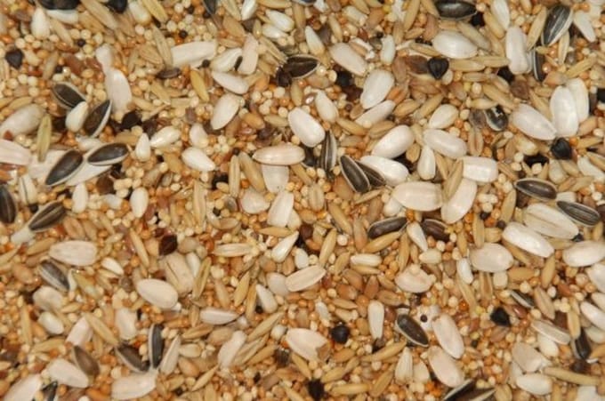 Wielink Special voer voor grote Parkieten 20KG