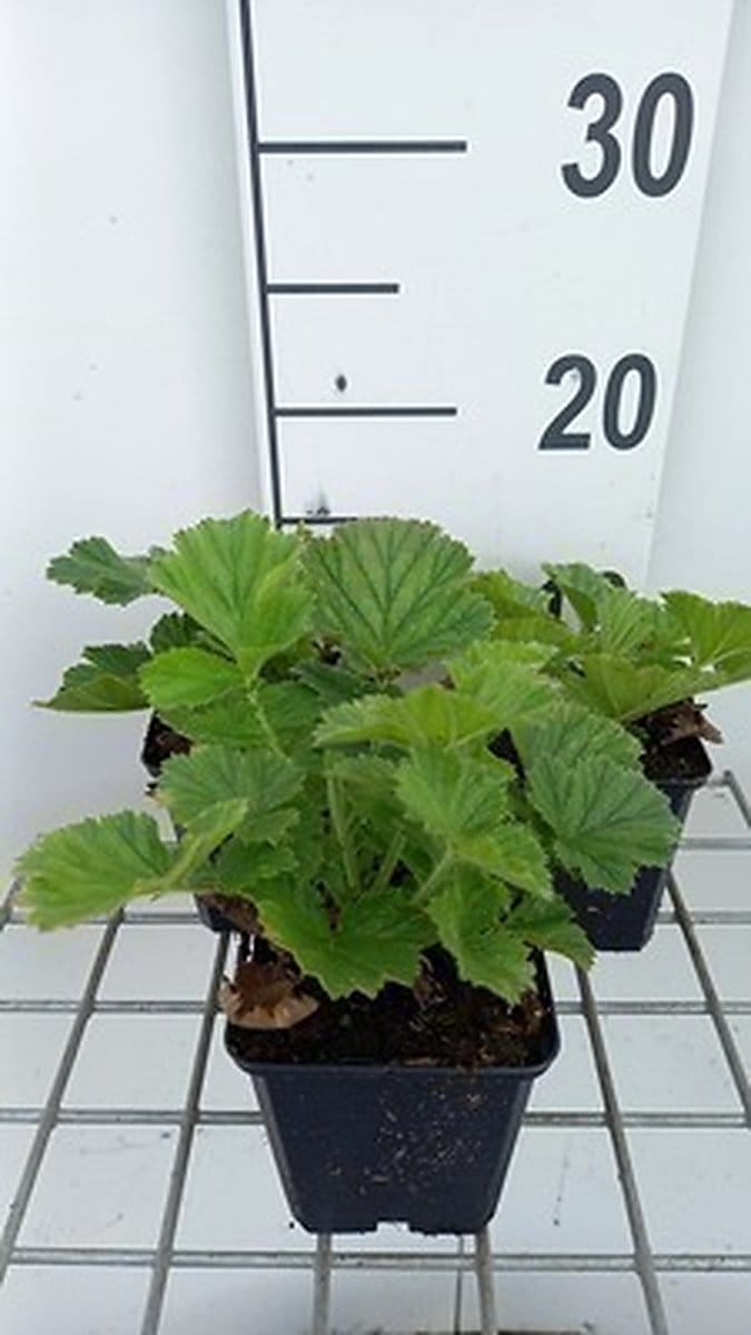 6x Nagelkruid - Geum hybr. 'Scarlet Tempest' | 9x9 cm pot