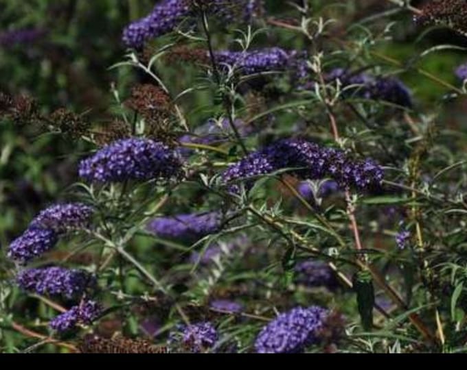 Buddleja dav. 'Nanho Blue' - Vlinderstruik 60- 80 cm in pot