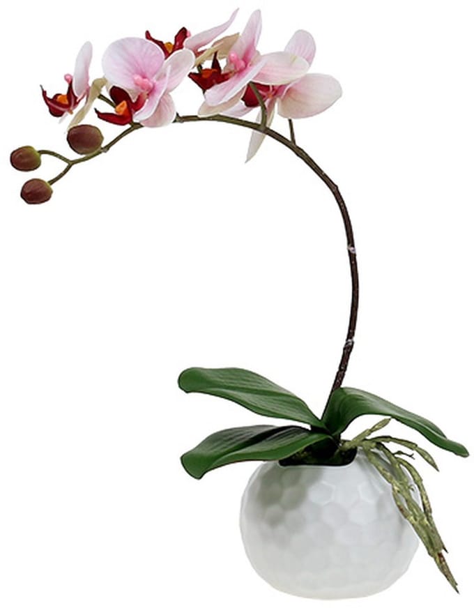 Roze orchidee in keramische pot 31cm