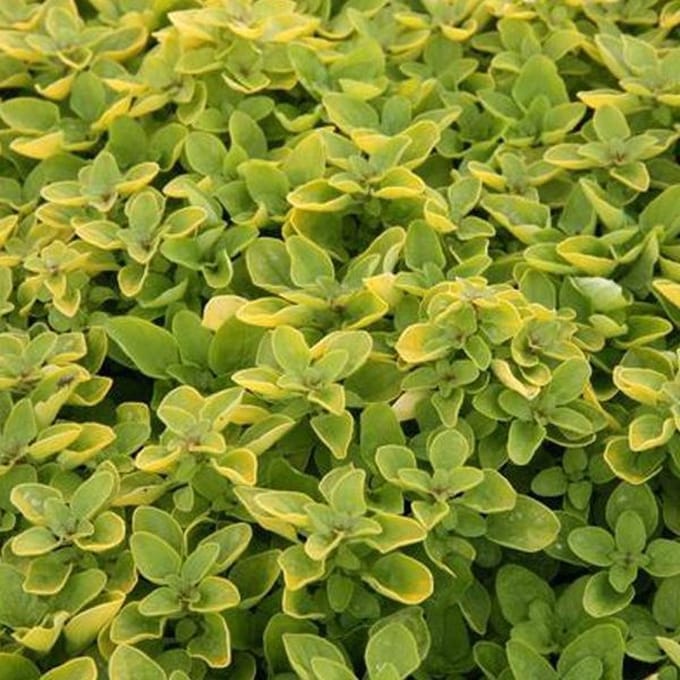 6 x Origanum Vulgare 'Thumble's Variety' - Marjolein pot 9x9cm - Compacte groei, aromatisch blad