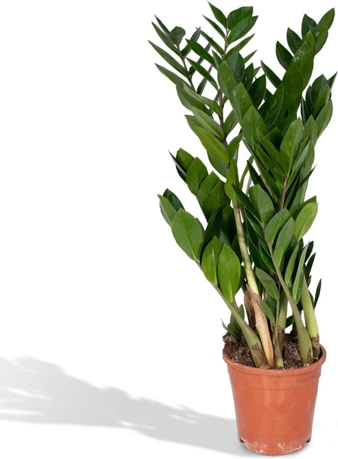 Hello Plants Zamioculcas Emerald Palm - Ø 17 cm - Hoogte: 70 cm - ZZ-Plant