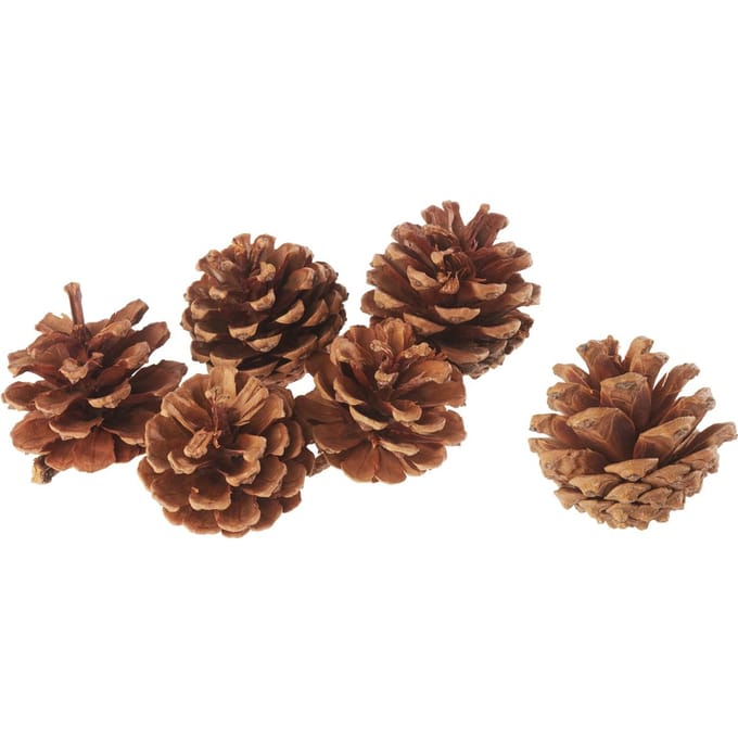 Dennenappels, naturel