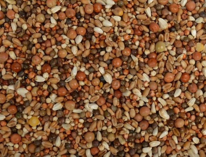 Uniestar Haagse / Junior zonder mais 20 kg