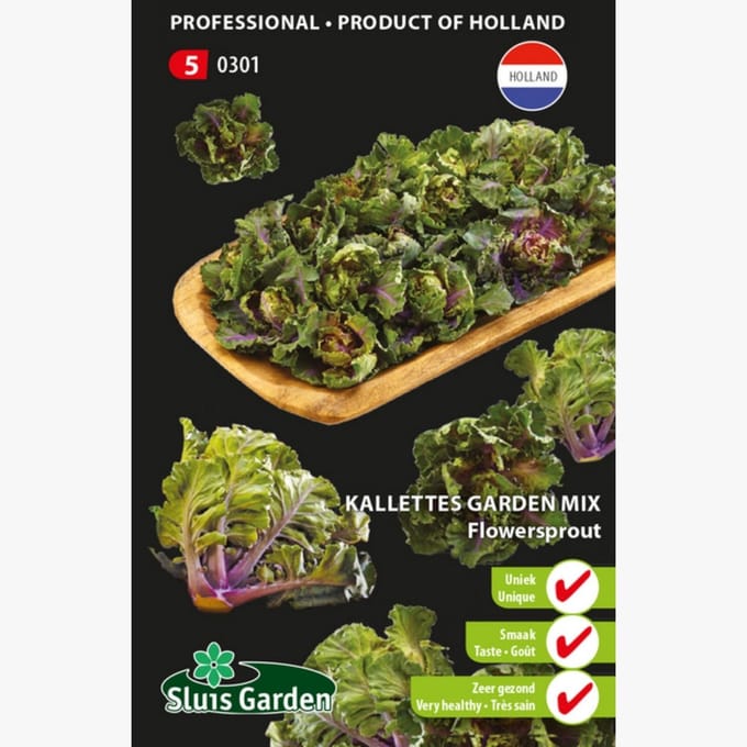 Sluis Garden - Kalettes Garden Mix
