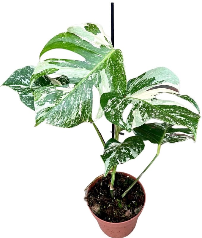 Monstera Deliciosa Variegata Kamerplant Potmaat Ø17 cm |Vers Van De Kweker