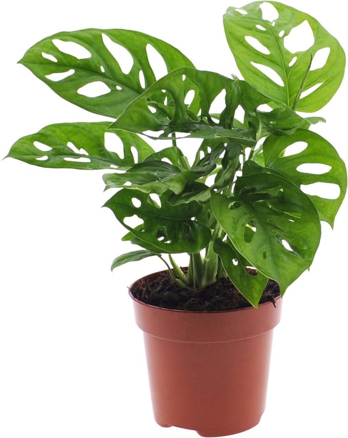 Monstera | Gatenplant | 30cm