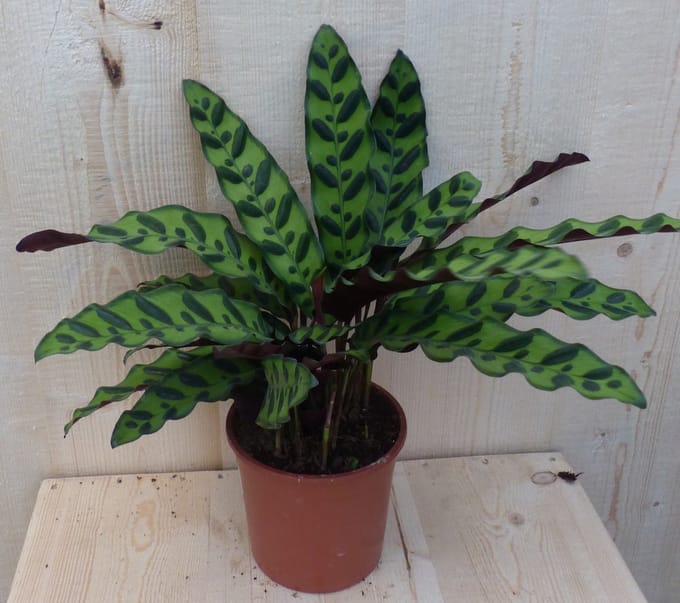 Warentuin natuurlijk - Calathea Insigne Pauwenplant Stippen 30cm