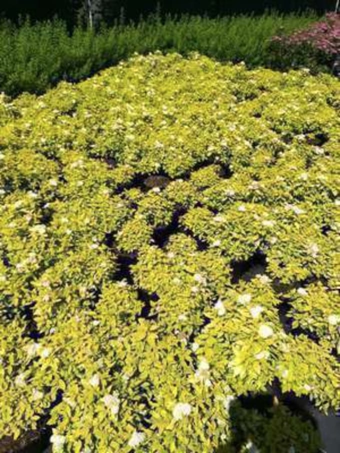 Spiraea japonica 'White Gold' - Spierstruik 25 - 30 cm in pot
