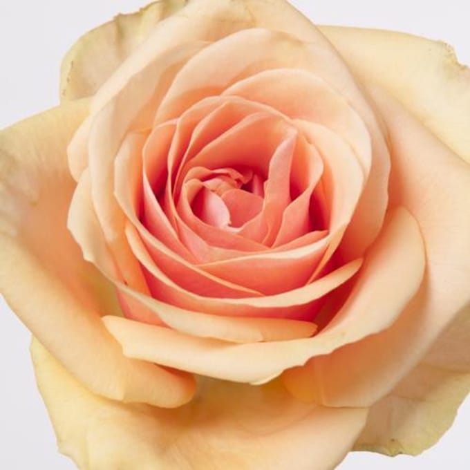 20x Rosa alchemy 50cm