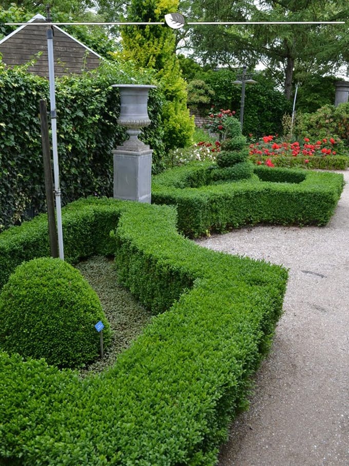 Buxus sempervirens 30-40 cm, 30x Haagplant