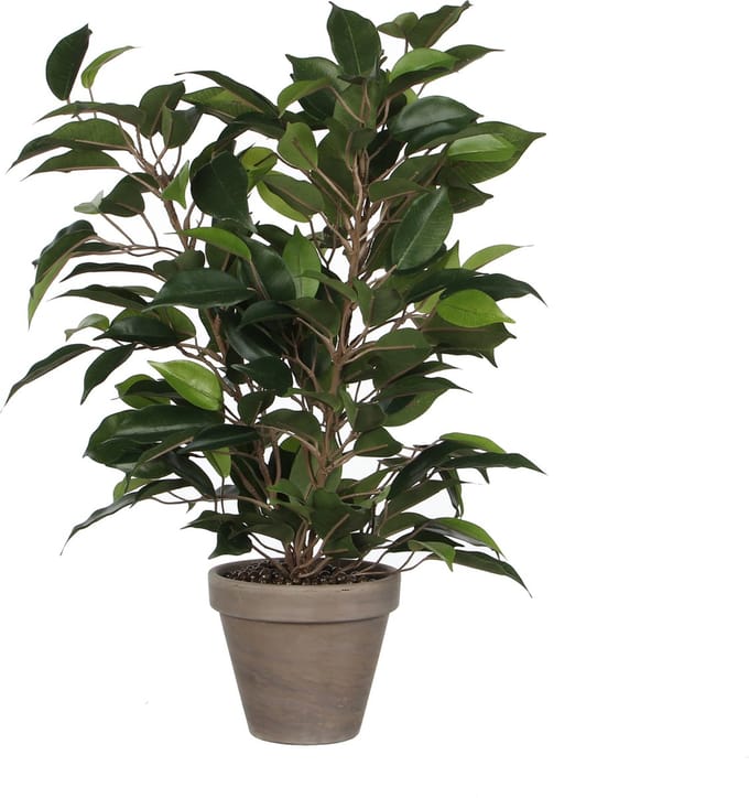 Mica Decorations Ficus Natasja Kunstplant in Bloempot Stan - H40 x Ø30 cm - Groen