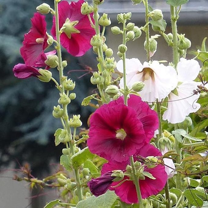 6 x  Alcea rosea 'Simplex' - Stokroos pot 9x9 cm
