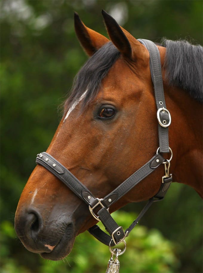 PFIFF halster 'Ciara' met leren applicatie COB grau-braun