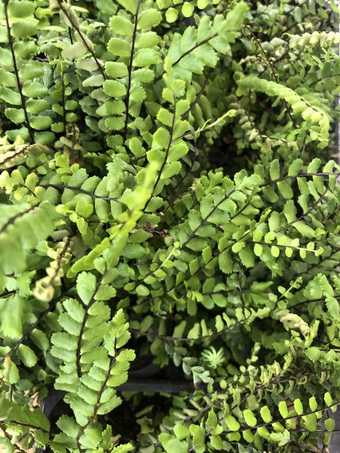 6x Steenbreekvaren - Asplenium Trichomanes | 9x9 cm pot