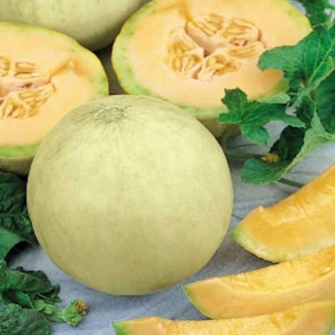 Meloen zaden - Meloen Honeydew