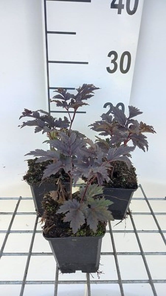 6x Zilverkaars - Actaea simplex 'Chocoholic' | 9x9 cm pot