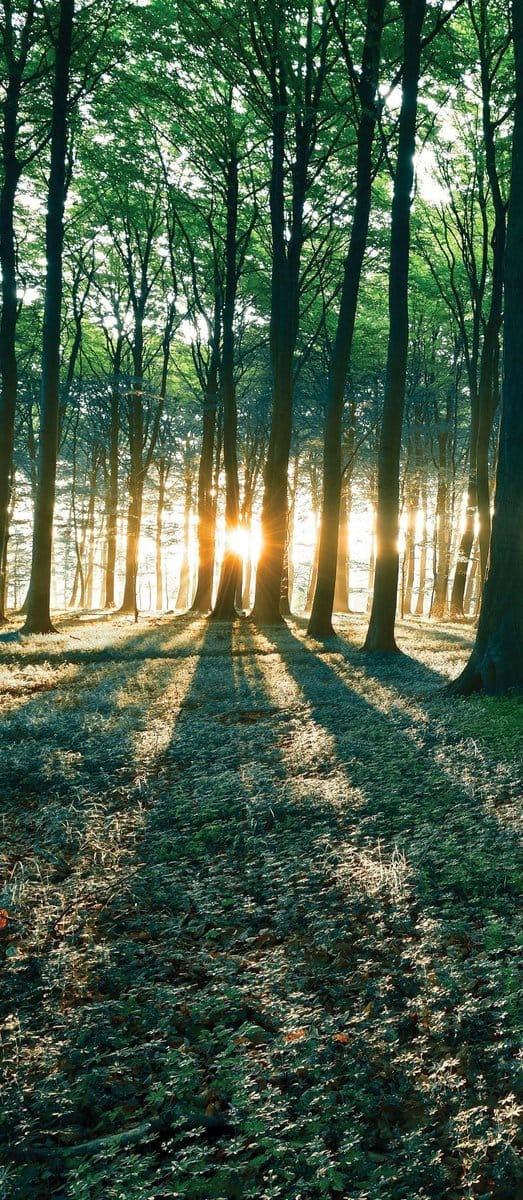 Forest Trees Beam Light Nature Photo Wallcovering