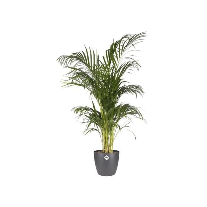 Elho Brussels Rond 30 - Bloempot voor Binnen - Ø 29.5 x H 27.1 cm - Antraciet