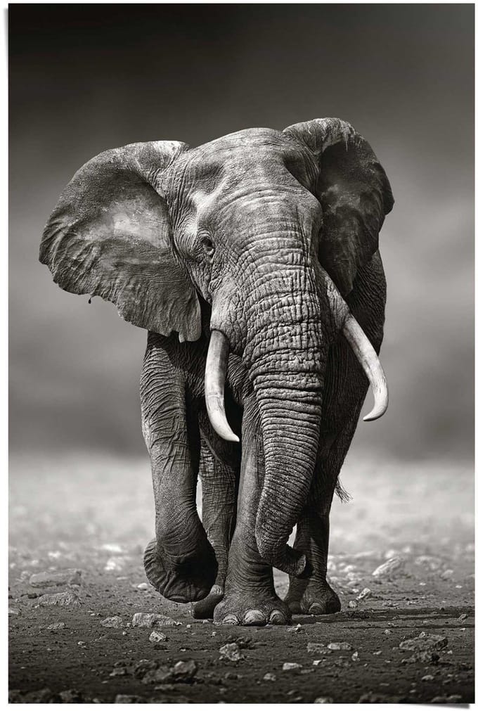 Poster Wandelende olifant - 91,5 x 61 - Papier - REINDERS